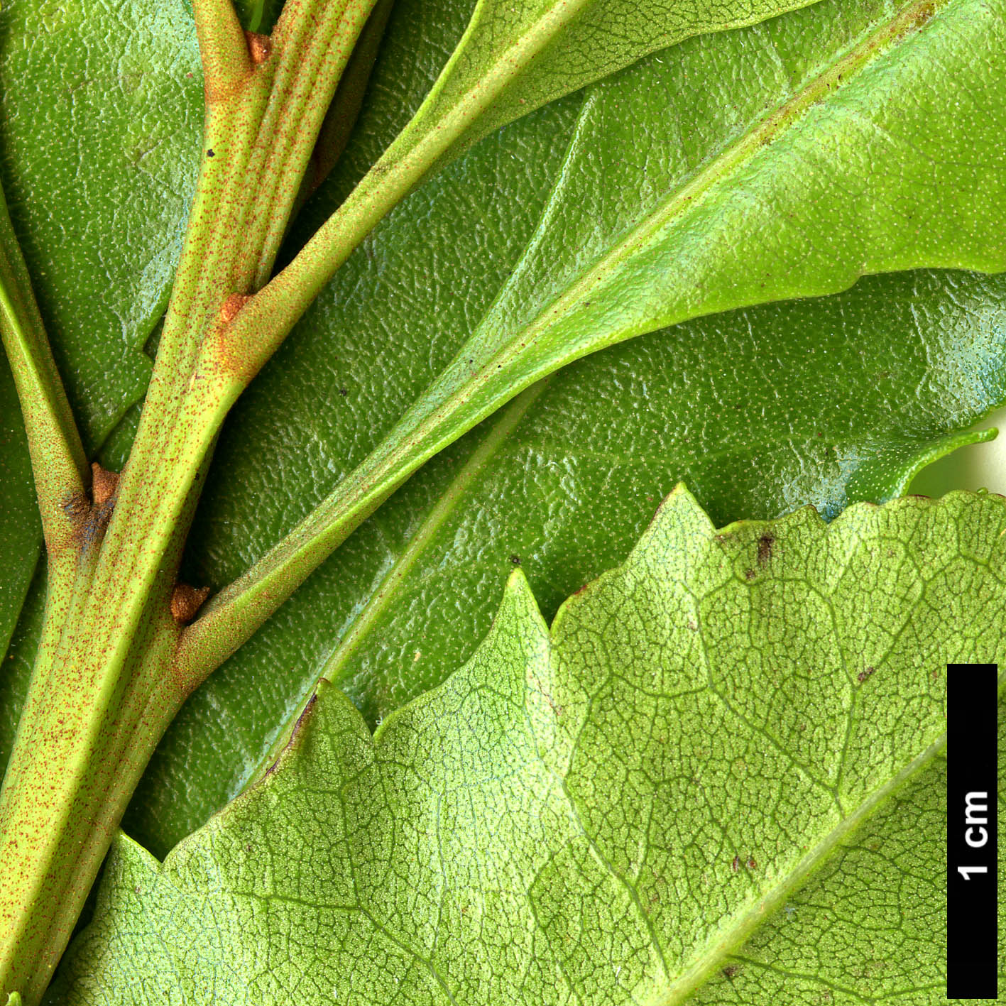 High resolution image: Family: Myricaceae - Genus: Myrica - Taxon: faya